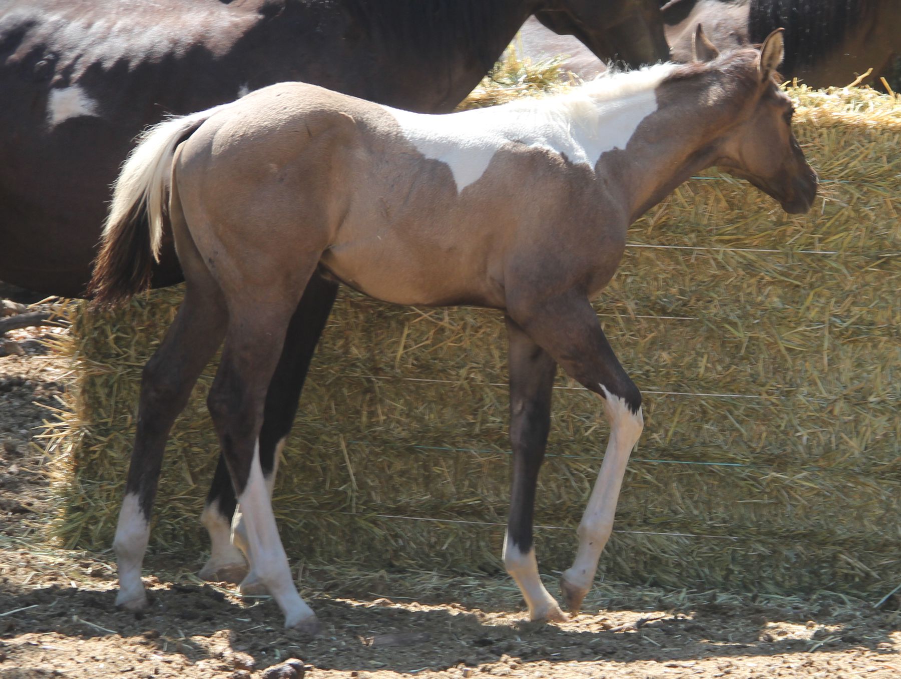 Diamond colt hay.jpg